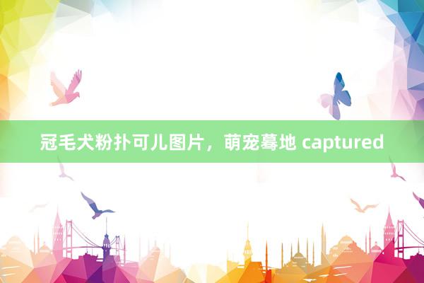 冠毛犬粉扑可儿图片，萌宠蓦地 captured